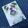 British Bulldog Magnetic Notepad